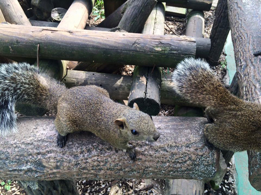 樹上での暮らしに、ふさふさの尻尾は欠かせない