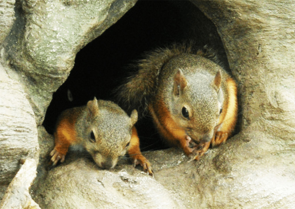 東武動物公園「ふるさとの動物たち」エリアの「リスが駆ける森」で見られるニホンリス