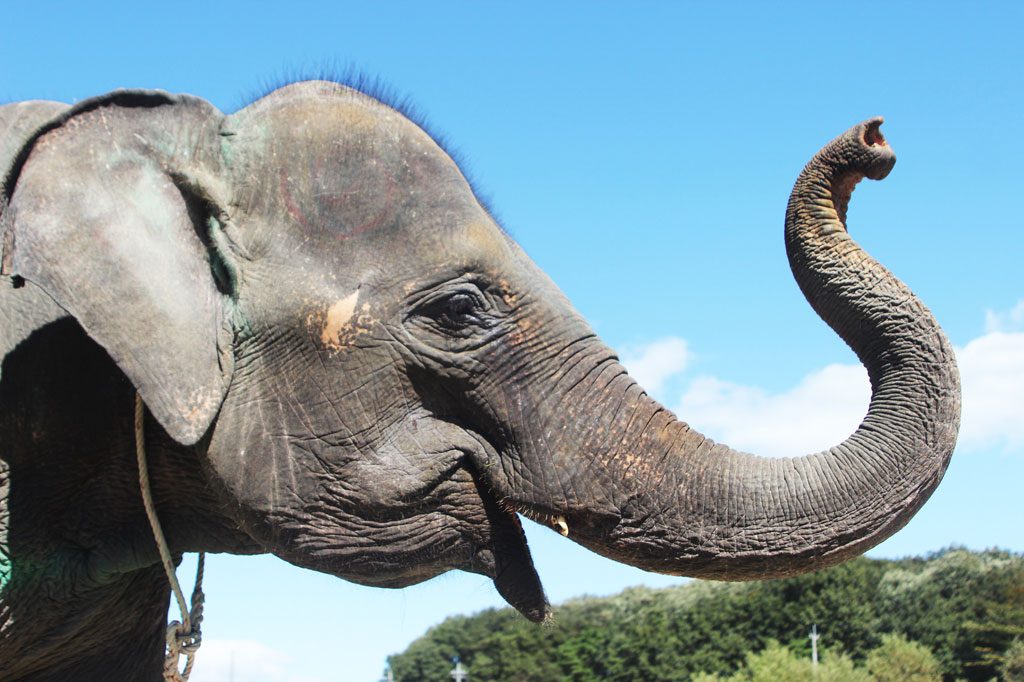 ゾウに乗ったりエサをあげたりできる動物園は?ゾウの鼻や耳、生態についても解説