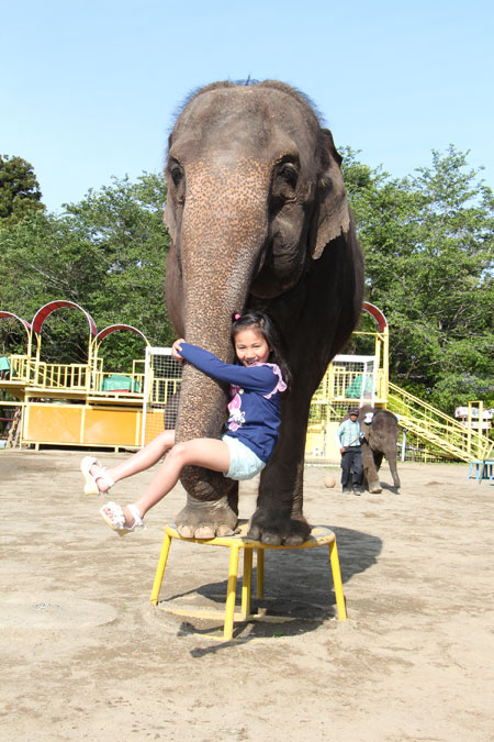 子どもも大人もゾウの鼻にぶら下がれる/アンマルワンダーリゾウト 市原ぞうの国(千葉県/市原市)