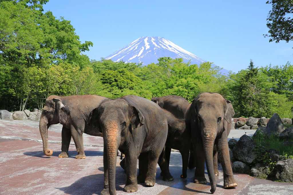 数頭のアジアゾウの背景にクッキリと富士山が見える/富士サファリパーク(静岡県/裾野市)