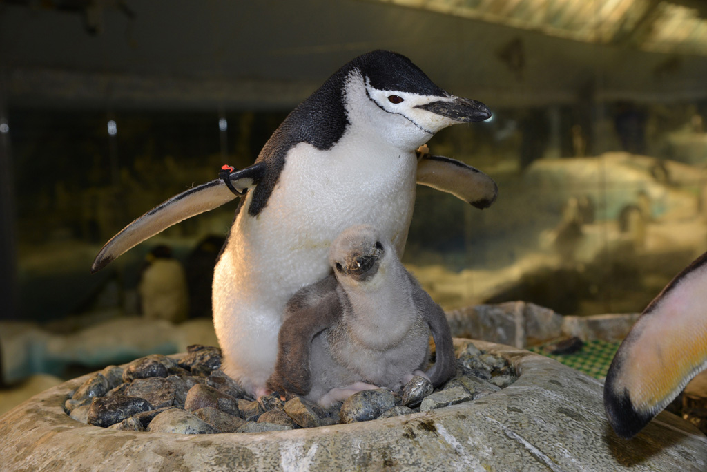 名古屋港水族館のヒゲペンギン親子