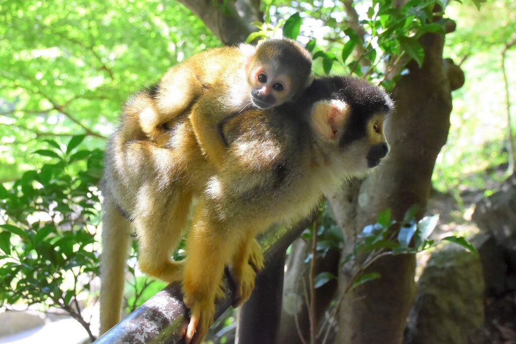 伊豆シャボテン動物公園のリスザルとホオジロカンムリヅルに赤ちゃん誕生!見られるタイミングって?