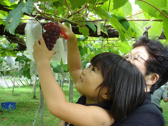 岐阜県の秋の味覚&果物狩りスポット5選(2022)ぶどう狩り・梨狩り・椎茸狩りなど