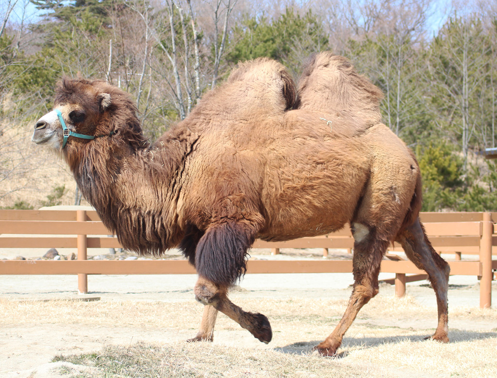 2つのコブの間に座ってコースを1周する「ラクダライド」/那須どうぶつ王国(栃木県/那須町)
