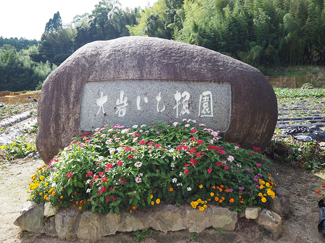 大岩いも堀り園