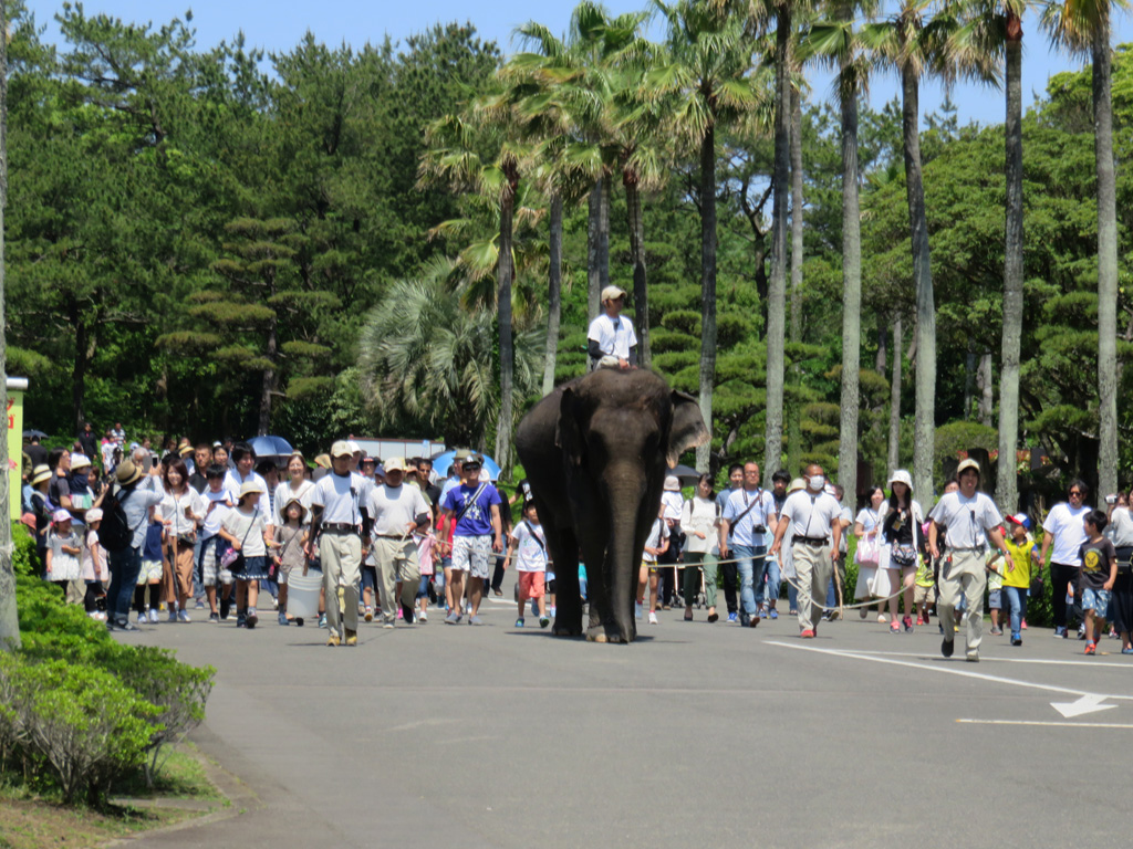 ゾウさんが歩くうしろを一緒にお散歩でき/宮崎市フェニックス自然動物園(宮崎県/宮崎市)