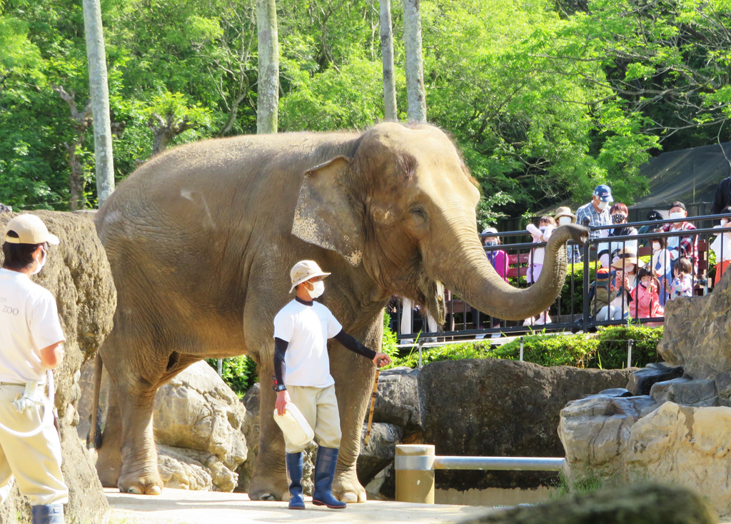 アジアゾウについて飼育員さんが解説する「ゾウさんガイド」/宮崎市フェニックス自然動物園(宮崎県/宮崎市)