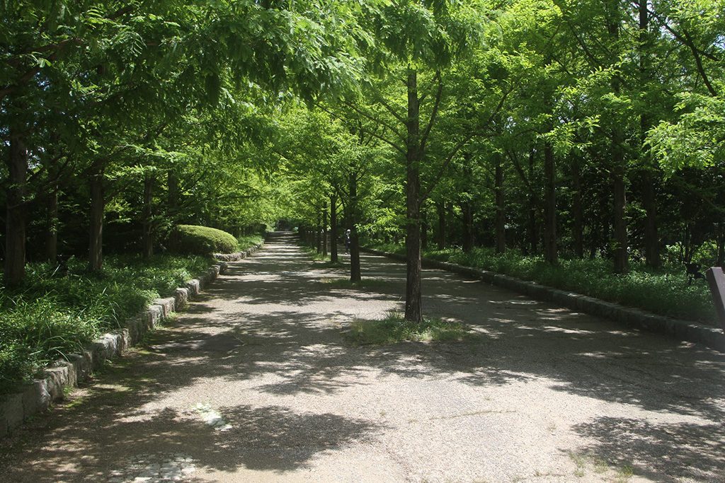 メタセコイアの木々が連なる並木道/神戸市立森林植物園(兵庫県/神戸市