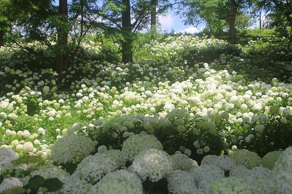 アナベルの丘に咲くアジサイ/神戸市立森林植物園(兵庫県/神戸市