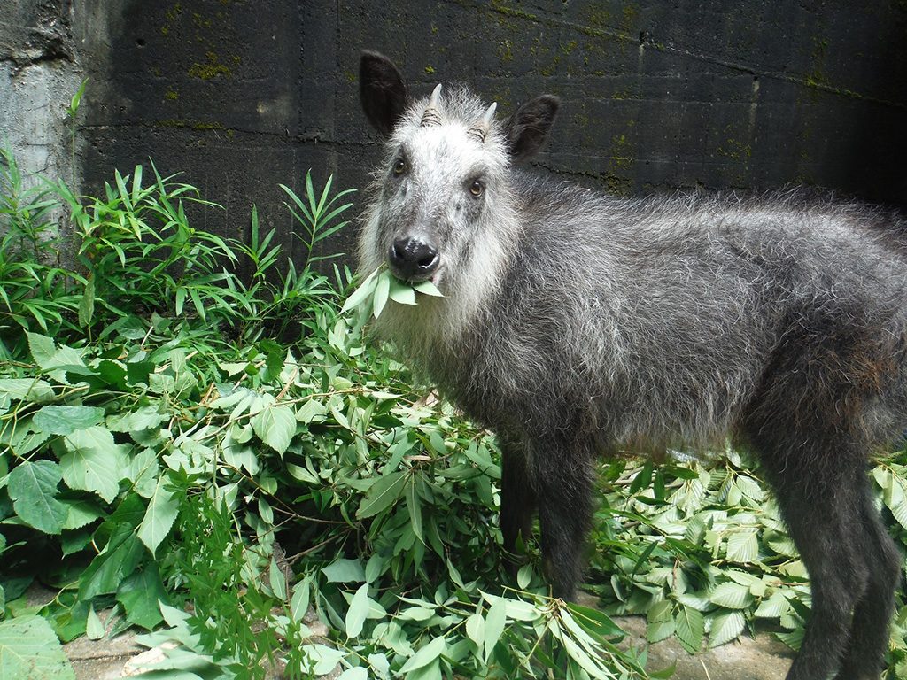 ニホンカモシカ/神戸市立森林植物園(兵庫県/神戸市