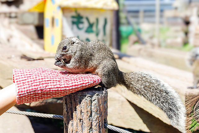 町田リス園のタイワンリス(東京都/町田市)