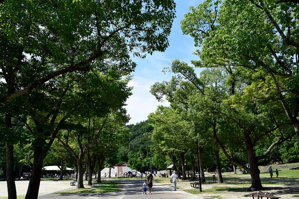 クスノキとケヤキの並木道/宝が池公園 子どもの楽園(京都府/京都市)