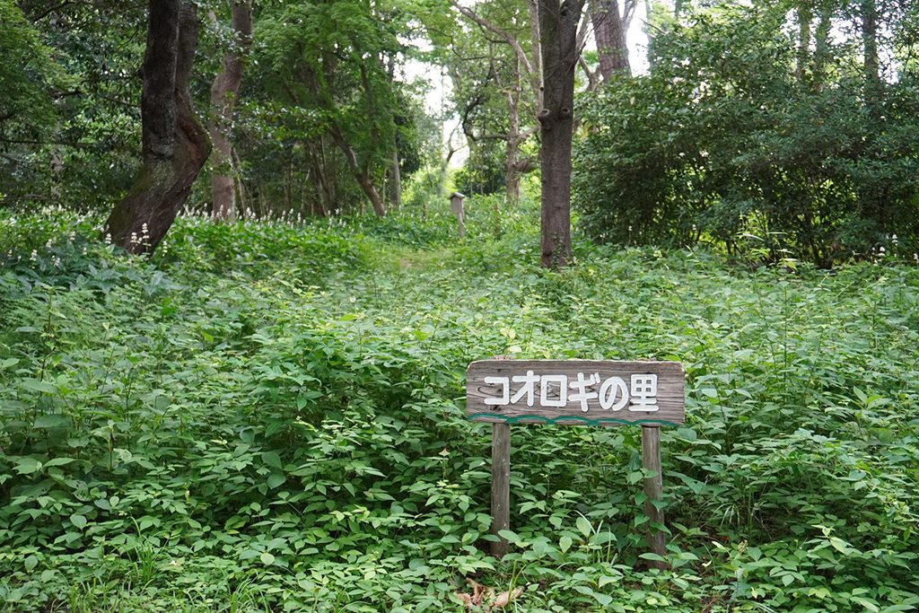 散策路/京都御苑(京都府/京都市)