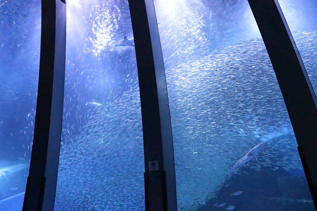 イワシの群れが泳ぐ大きな水槽/横浜・八景島シーパラダイス(神奈川県/横浜市)