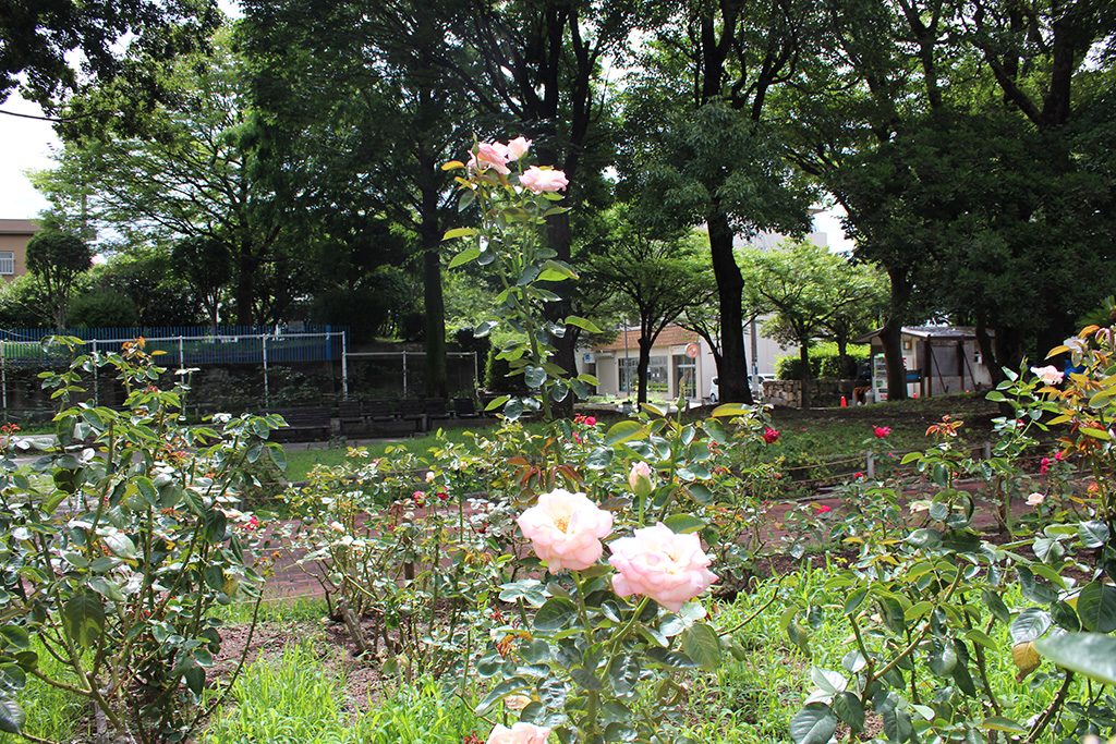 バラ園/大井戸公園(兵庫県/尼崎市)