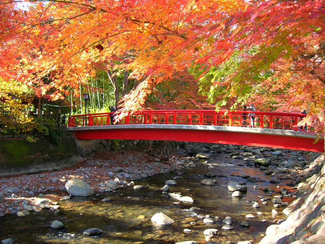 修善寺温泉(静岡県)の紅葉