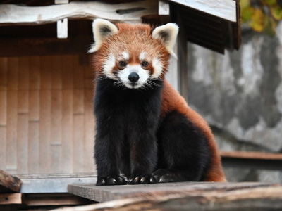 野毛山動物園(神奈川県横浜市西区)