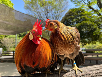 万騎が原ちびっこ動物園(神奈川県横浜市旭区)