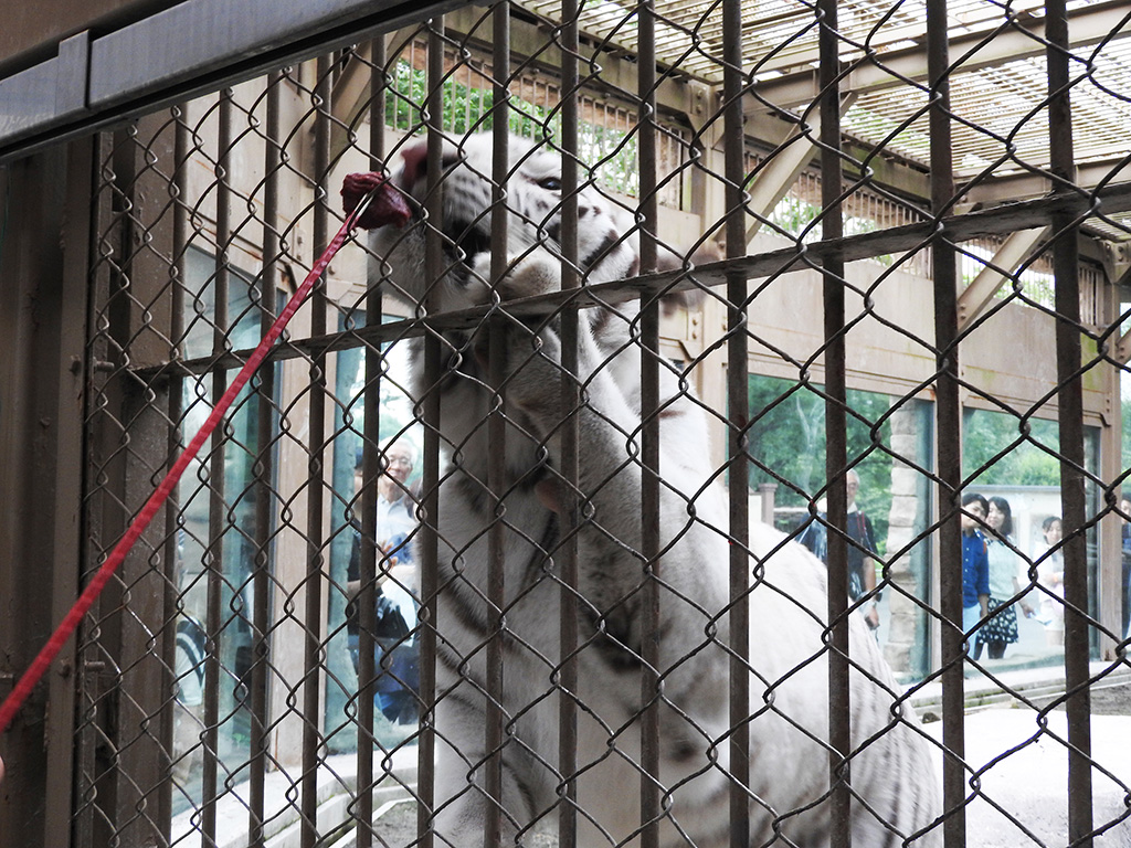 「ホワイトタイガーおやつタイム」/東武動物公園(埼玉県/宮代町)