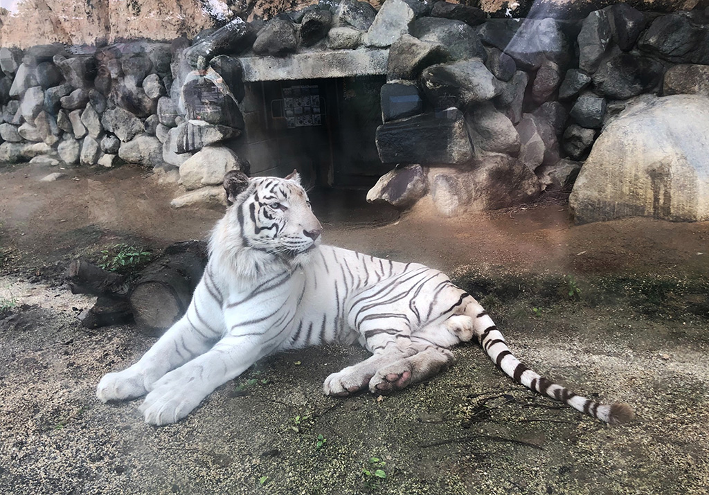 ホワイトタイガーの“スカイ”/東武動物公園(埼玉県/宮代町)