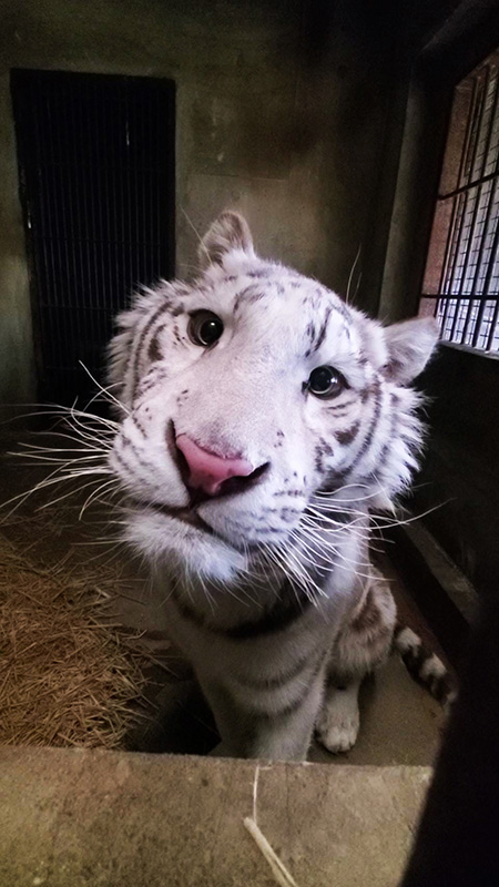 ホワイトタイガーのオス“グーナ”/宇都宮動物園(栃木県/宇都宮市)