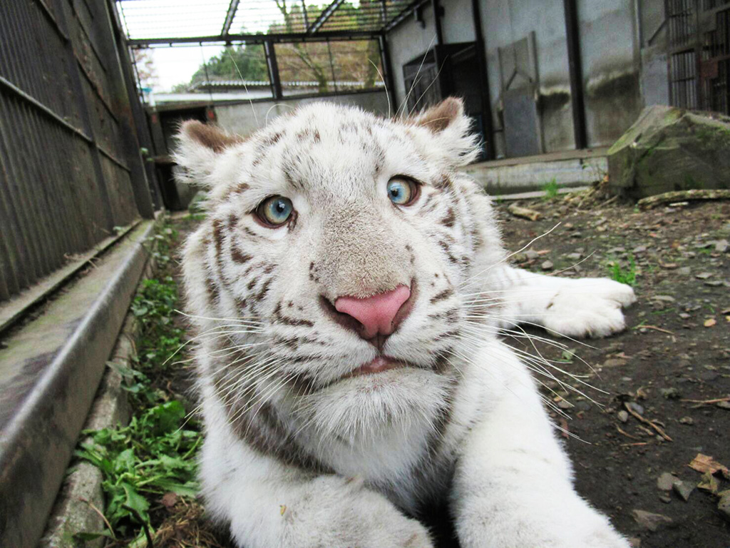 ホワイトタイガーのオス“グーナ”/宇都宮動物園(栃木県/宇都宮市)