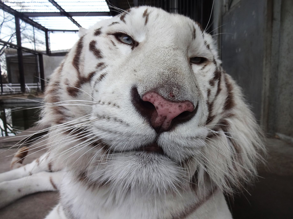 ホワイトタイガーの“アース”/宇都宮動物園(栃木県/宇都宮市)