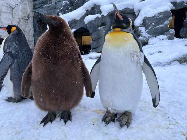 屋外放飼場のキングペンギンの親子/旭川市旭山動物園(北海道)
