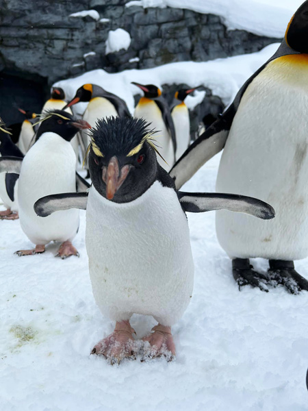 岩場をピョンピョン飛び跳ねる姿が愛嬌たっぷりのイワトビペンギン/旭川市旭山動物園(北海道)