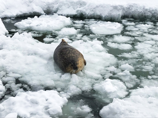 アザラシのヒゲが凍るほど寒くなると、プールに雪を入れた流氷ひろばが出現/旭川市旭山動物園(北海道)