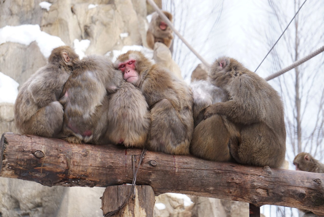 体を寄せ合って、とっても気持ちよさそうなニホンザルたち/旭川市旭山動物園(北海道)