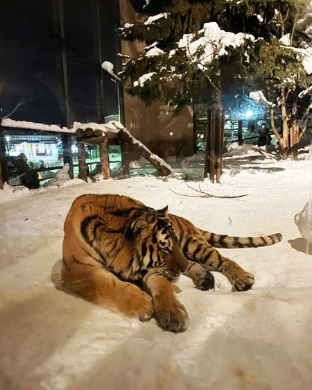 雪あかりの動物園/旭川市旭山動物園(北海道)