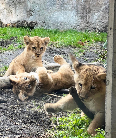 屋外放飼場で遊ぶライオンの三つ子/旭川市旭山動物園(北海道)