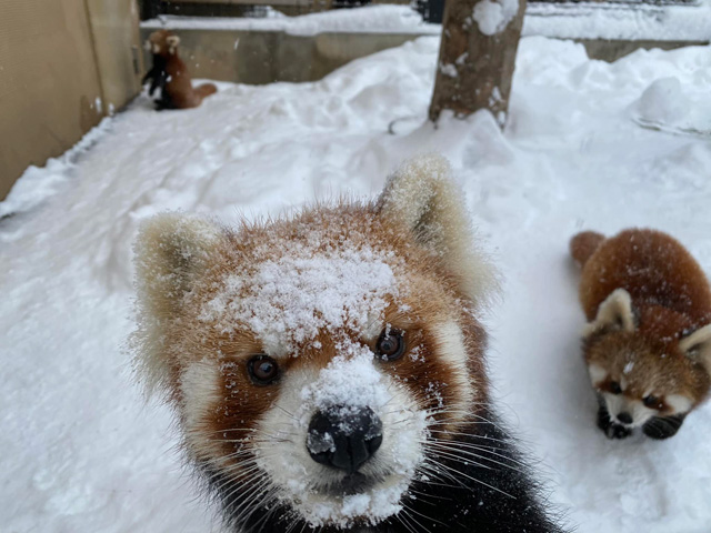 雪にまみれて遊び回るレッサーパンダ親子/旭川市旭山動物園(北海道)