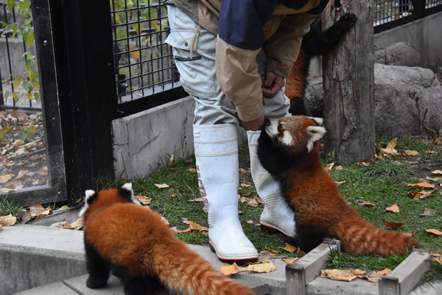 飼育スタッフに寄りかかる姿も愛らしい/旭川市旭山動物園(北海道)