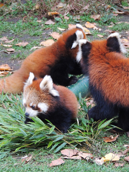 子どもたちが小さいのは2023年春くらいまで/旭川市旭山動物園(北海道)