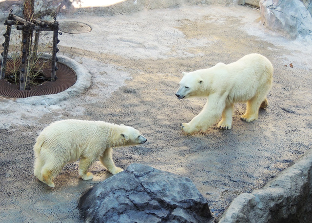 右がお母さんの「ピリカ」、左が子どもの「ゆめ」/旭川市旭山動物園(北海道)
