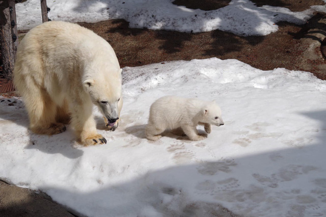 雪の上を歩く「ゆめ」が心配そうな「ピリカ」/旭川市旭山動物園(北海道)