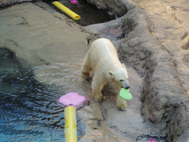 2022年10月撮影の「ゆめ」/旭川市旭山動物園(北海道)