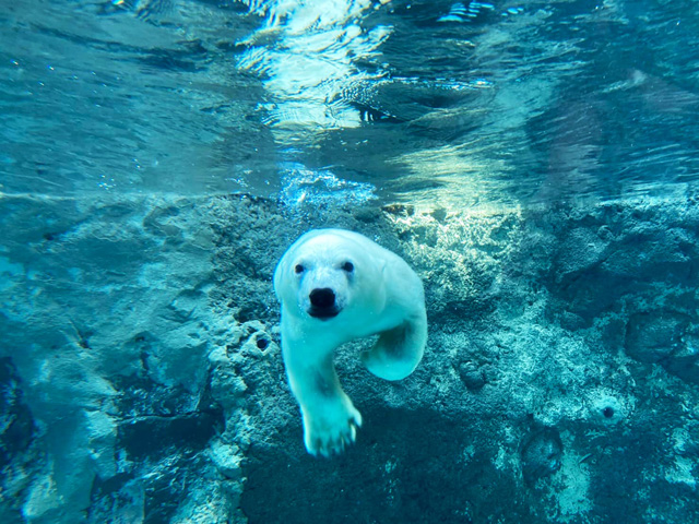 「ゆめ」は成長し、水に飛び込み泳ぐこともできるように/旭川市旭山動物園(北海道)