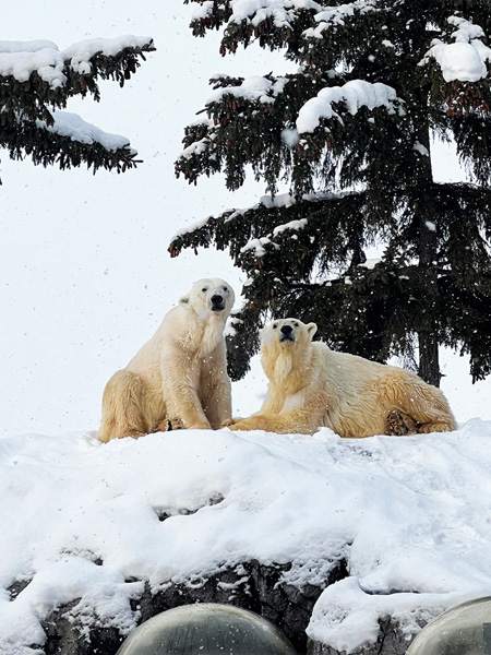 雪の中にいるホッキョクグマたち/旭川市旭山動物園(北海道)