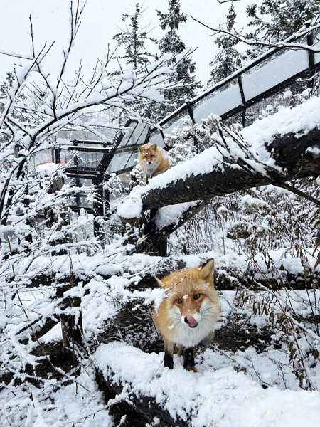 雪が降りしきる中のキタキツネ「える」と「なる」/旭川市旭山動物園(北海道)