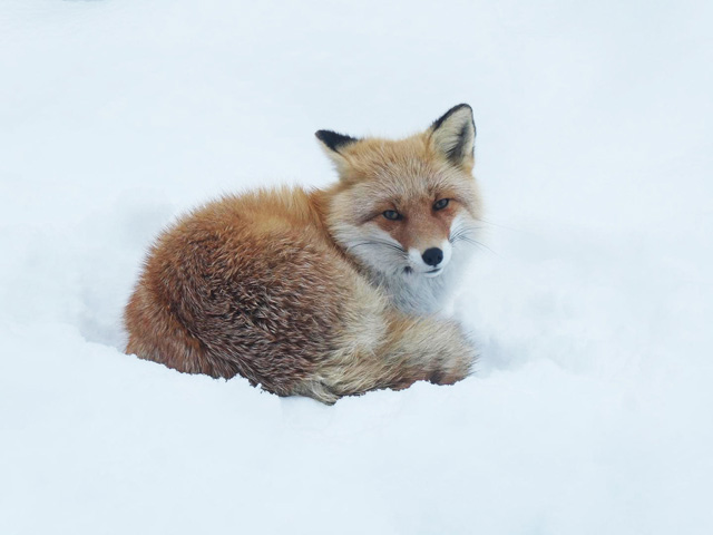 大雪原の中にいるようなキタキツネがなんだかカッコいい/旭川市旭山動物園(北海道)