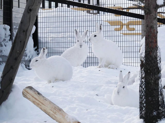 白い雪にまぎれて一瞬どこにいるのか探してしまいます/旭川市旭山動物園(北海道)