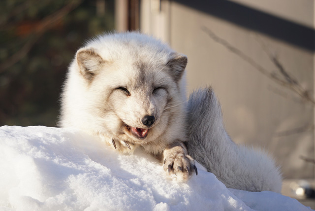 「レッサーパンダ舎」近くの「ホッキョクギツネ舎」にいるホッキョクギツネ/旭川市旭山動物園(北海道)