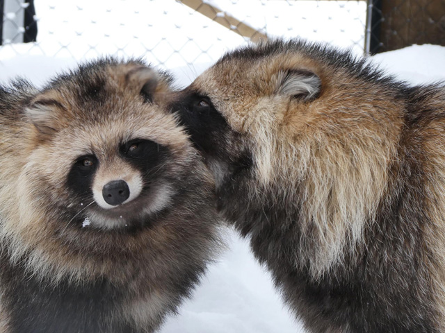 仲睦まじいエゾタヌキ2頭/旭川市旭山動物園(北海道)