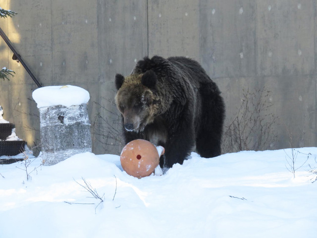 「えぞひぐま館」にいるエゾヒグマの「とんこ」/旭川市旭山動物園(北海道)