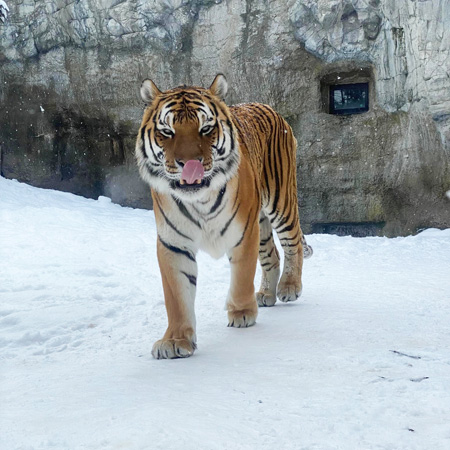 シベリアトラという別名があり、極寒の地域に生息しているアムールトラ/旭川市旭山動物園(北海道)