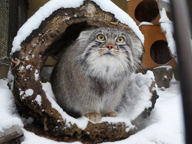 寒さが得意なわけではないが美しい姿が雪にも似合うマヌルネコ/旭川市旭山動物園(北海道)